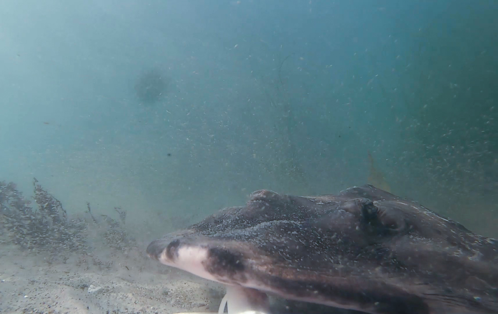 banded guitarfish