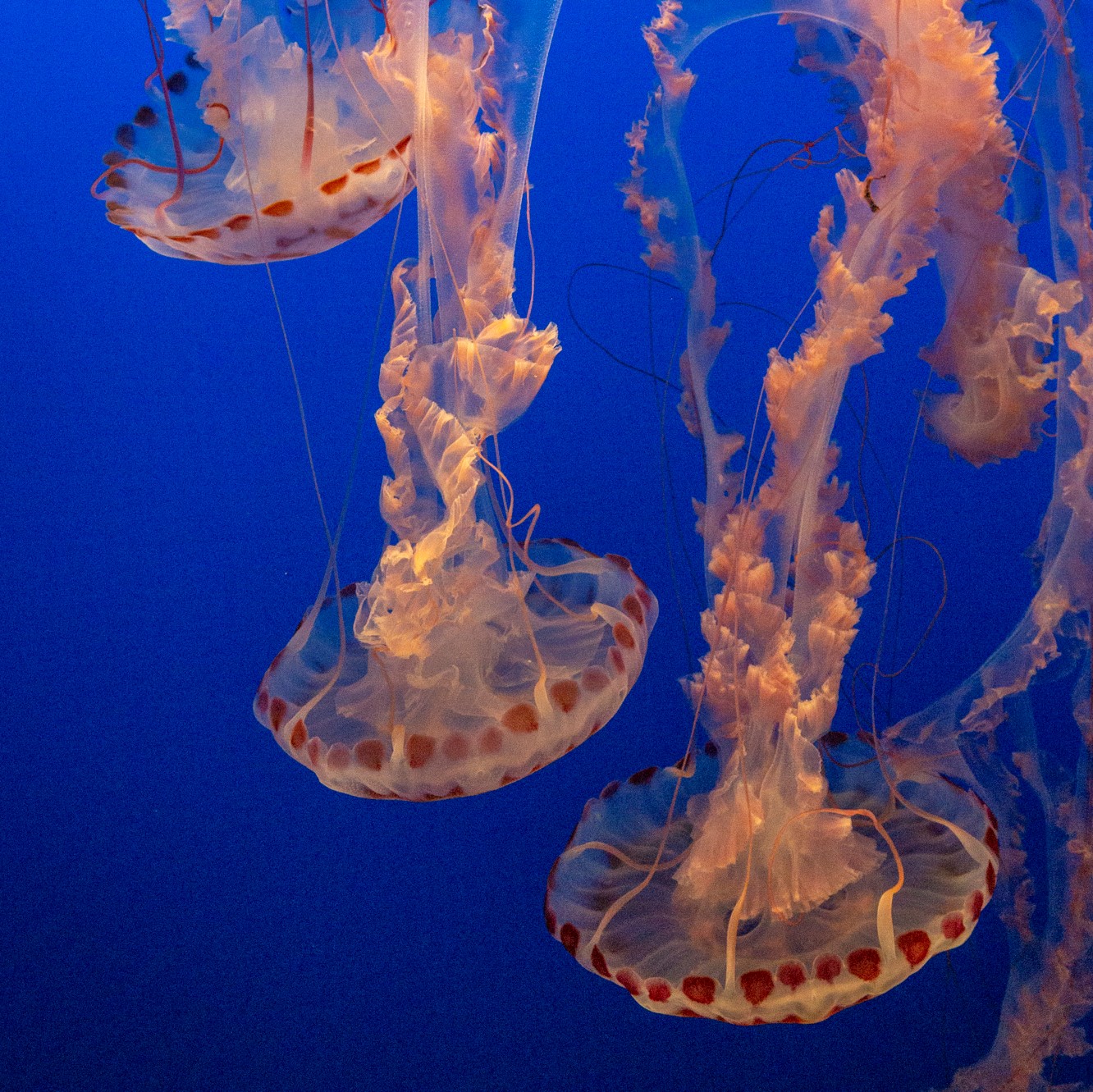 Photo of jellyfish