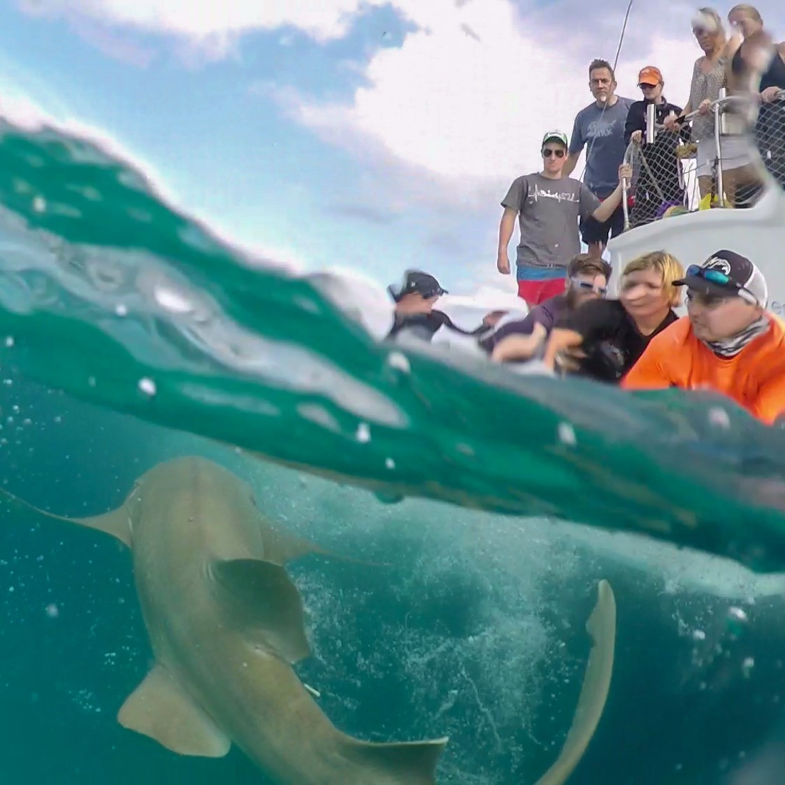 Photo of shark research
